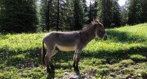 Small donkey in nature, posing for me stock images Small donkey in nature, posing for me stock images