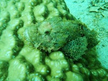 Small fish in the sea stock photo Small fish in the sea stock photo