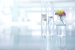 Small flower with test tube and glass vial in nature botanical s royalty free stock photo Small flower with test tube and glass vial in nature botanical s royalty free stock photo