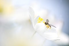 Small Fly Sitting In A Wood Anemone Royalty Free Stock Photo Small Fly Sitting In A Wood Anemone Royalty Free Stock Photo