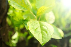 Small fruit tree new sprout royalty free stock photos Small fruit tree new sprout royalty free stock photos