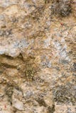 Small grasshopper in camouflage Stock Images Small grasshopper in camouflage Stock Images