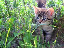 Kitten walking through the grass