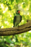 Small green parrot on the tree in forest