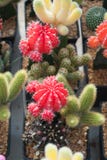 Small green, red, yellow cactus selective focus in flowerpot houseplant at the farm different cactus royalty free stock photography Small green, red, yellow cactus selective focus in flowerpot houseplant at the farm different cactus royalty free stock photography