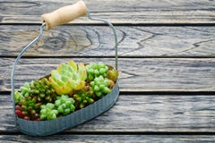 Small green succulent plant in basket on wooden background with copy space royalty free stock photo Small green succulent plant in basket on wooden background with copy space royalty free stock photo