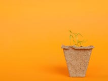 Small growing plant in a peat pot on orange background with copy royalty free stock photo Small growing plant in a peat pot on orange background with copy royalty free stock photo