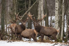Small Herd Of Red Deer Cervidae : Two Deer Stag,Looks At You. Several Beautiful Adult Deer Cervus Elaphus In Winter Time. Wi