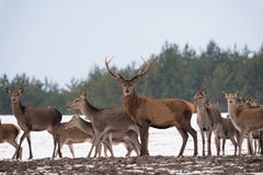 Small Herd Of Reindeer Red Deer On The Move And One Adult Buck With Large Antlers Standing Still And Looking At You. Adult Red D Royalty Free Stock Photos Small Herd Of Reindeer Red Deer On The Move And One Adult Buck With Large Antlers Standing Still And Looking At You. Adult Red D Royalty Free Stock Photos
