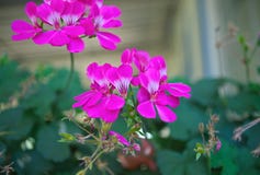 Small houseplant blooming with pink flowers, closeup royalty free stock images Small houseplant blooming with pink flowers, closeup royalty free stock images