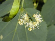 Small-leaved lime or littleleaf linden, Tilia cordata, flowers macro, selective focus, shallow DOF stock photos Small-leaved lime or littleleaf linden, Tilia cordata, flowers macro, selective focus, shallow DOF stock photos