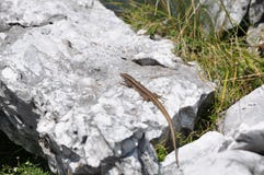 Lizzard on a rock Royalty Free Stock Images Lizzard on a rock Royalty Free Stock Images