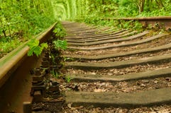 Small maple tree is sprouting between sleepers of railway and gr Royalty Free Stock Photos Small maple tree is sprouting between sleepers of railway and gr Royalty Free Stock Photos