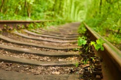 Small maple tree is sprouting between sleepers of railway and gr Royalty Free Stock Images Small maple tree is sprouting between sleepers of railway and gr Royalty Free Stock Images