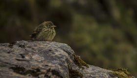 Small mountain bird witting on a rock stock photography Small mountain bird witting on a rock stock photography