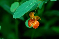 A small orange flower under a green leaf royalty free stock image A small orange flower under a green leaf royalty free stock image