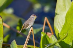 Palm Warbler Perched On Foliage Royalty Free Stock Image Palm Warbler Perched On Foliage Royalty Free Stock Image
