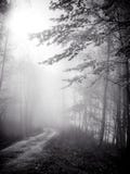 Small path in fog royalty free stock photos Small path in fog royalty free stock photos