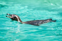 Penguin loves swimming, this one in a crystal clear water at the zoological park stock images Penguin loves swimming, this one in a crystal clear water at the zoological park stock images