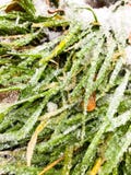 Ice on a grass stock photography Ice on a grass stock photography
