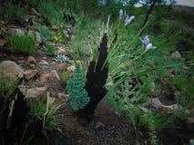 A small plant revived after fire in the mountain stock images A small plant revived after fire in the mountain stock images