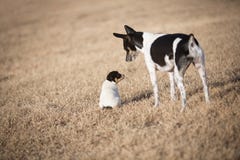 Small Puppy And Dog In Yard Stock Photos