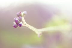 Small purple flowers in the sunlight royalty free stock photo Small purple flowers in the sunlight royalty free stock photo