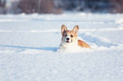 Small the red-haired puppy of the corgi is playing fun in the white snow, smearing his nose and face in the winter park stock image Small the red-haired puppy of the corgi is playing fun in the white snow, smearing his nose and face in the winter park stock image