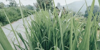 A small road to the village and also, to the rice fields, the road for farmers 3 - image from indonesia bali royalty free stock image A small road to the village and also, to the rice fields, the road for farmers 3 - image from indonesia bali royalty free stock image