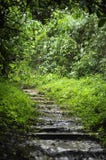 A small section of the hiking trail through Los Chorros park in Costa Rica. stock images A small section of the hiking trail through Los Chorros park in Costa Rica. stock images