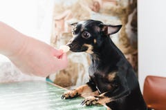 A small smooth-haired dog eats a delicacy from the hand of his mistress sitting at the green dining table stock photos A small smooth-haired dog eats a delicacy from the hand of his mistress sitting at the green dining table stock photos