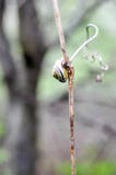 Small snail on the branch, against the blurry background, on a meadow stock photo Small snail on the branch, against the blurry background, on a meadow stock photo