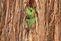 Small Sprout On Old Tree, Symbolizing New Life, New Project Or N Stock Images