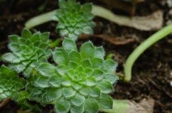 Small Succulent Plants. Aeonium Tabuliforme Stock Photos Small Succulent Plants. Aeonium Tabuliforme Stock Photos