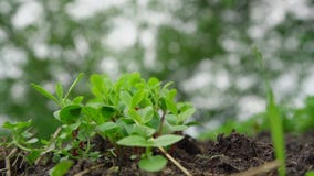 Small tender green plant on vegetable garden bed closeup