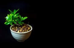 Small tree in white ceramic pot on black background royalty free stock photography Small tree in white ceramic pot on black background royalty free stock photography