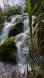 Small waterfall through reeds, Plitvice, Croatia stock images Small waterfall through reeds, Plitvice, Croatia stock images