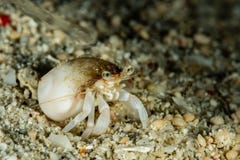 small white hermit crab on sand