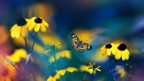 Small yellow bright summer flowers and beautiful butterfly  on a background of blue, pink and green foliage in a fairy garden.