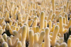Small yellow cactus selective focus in flowerpot houseplant stock photo Small yellow cactus selective focus in flowerpot houseplant stock photo