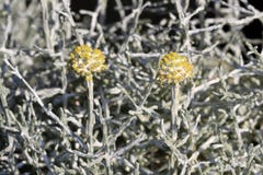 Small yellow flowers of Calocephalus brownii royalty free stock photography Small yellow flowers of Calocephalus brownii royalty free stock photography