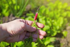 Small young radish in the hand. Harvest radish royalty free stock photography Small young radish in the hand. Harvest radish royalty free stock photography