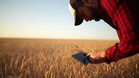 Smart che coltiva facendo uso delle tecnologie moderne nell'agricoltura L'agricoltore dell'agronomo tiene il visualizzatore del c archivi video Smart che coltiva facendo uso delle tecnologie moderne nell'agricoltura L'agricoltore dell'agronomo tiene il visualizzatore del c archivi video