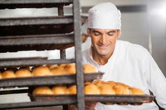 Smiling Baker Removing Baking Tray From Rack Stock Image Smiling Baker Removing Baking Tray From Rack Stock Image