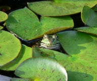 Smiling frog in a Lily pad pond