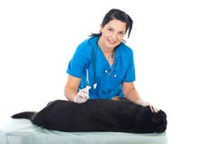 Smiling vet woman inject dog stock images Smiling vet woman inject dog stock images