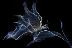 The smoke butterfly on a black background