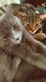 Smyga sig buddys royaltyfri foto Smyga sig buddys royaltyfri foto