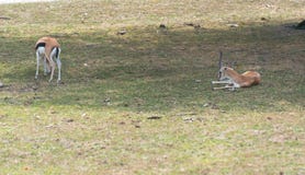 Små antilop på en landssafarilantgård Arkivbilder Små antilop på en landssafarilantgård Arkivbilder