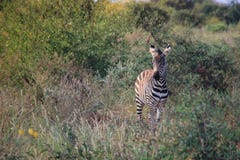 Små sebraskrubbsår i savannet av den Tsavo nationalparken arkivbild Små sebraskrubbsår i savannet av den Tsavo nationalparken arkivbild